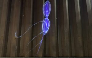 Vertical Migration siphonophore projektion Interspecies Assembly